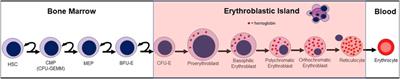 Adrenergic Modulation of Erythropoiesis After Trauma